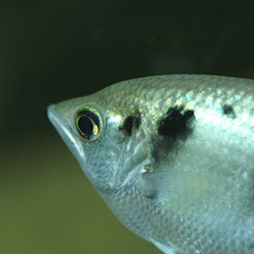 The banded archerfish “shoots down” insects by spitting on them.