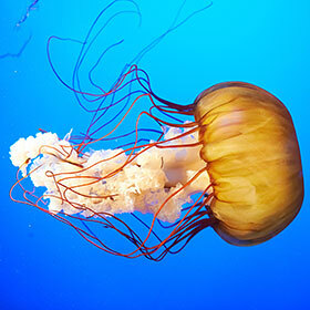 Jellyfish have a powerful brain. | Quipoquiz