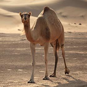 Without its hump, the dromedary would die from the heat.