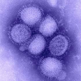 En 2009, le virus de la grippe H1N1 menaçait beaucoup plus les personnes âgées que les plus jeunes.