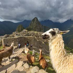 The Incas were heavy consumers of meat, especially llama.