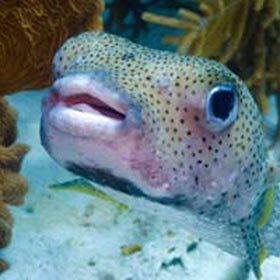 The balloonfish can increase its volume fivefold.