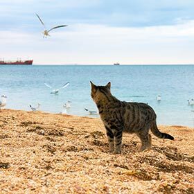 Les chats peuvent boire de l’eau salée.