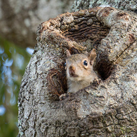 Les bébés écureuils naissent à la douzaine.