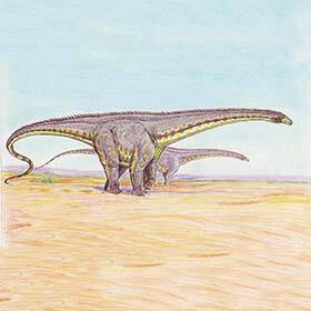 Diplodocus stunned its prey with its long, powerful tail.