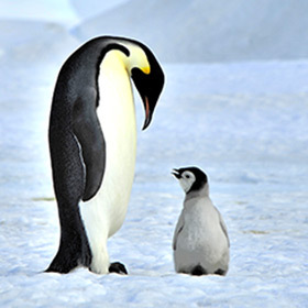 Male penguins do not look after their young.