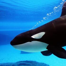 Killer whales are part of the whale family.