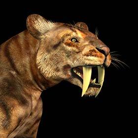 Le tigre à dents de sabre (Smilodon) a été exterminé par l’homme de Néandertal.