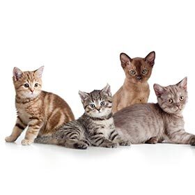 There are 500 breeds of cats.