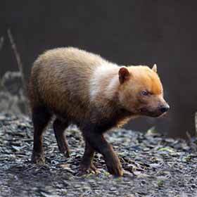 The bush dog is an excellent swimmer.