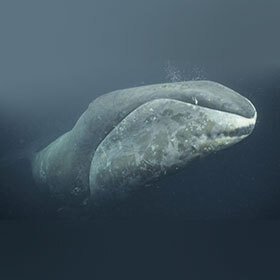 The head of the bowhead whale represents 40% of the total length of the animal.