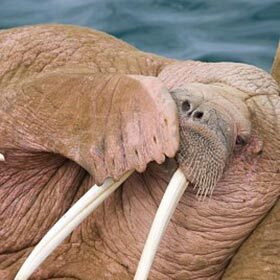 The walrus’s tusks help it move around.