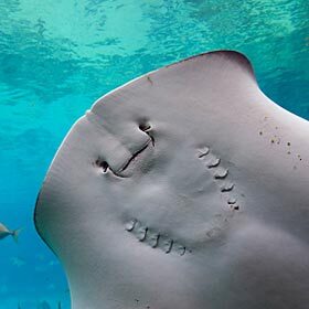 Rays rarely see the prey they swallow.