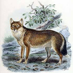 The last Falkland Islands wolves died during the Falkland War in 1982.