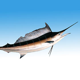 The swordfish can swim as fast as 62 mph (100 km/h).
