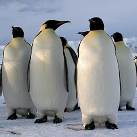 The Antarctic penguin uses his feet as a nest.