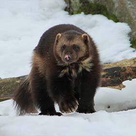 Le carcajou peut se nourrir d’os congelés trouvés dans la neige.
