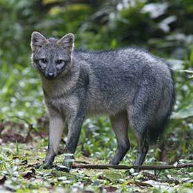 Le renard crabier est abondamment chassé pour sa fourrure.
