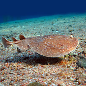 The torpedo ray can generate an electric tension of 250 volts.