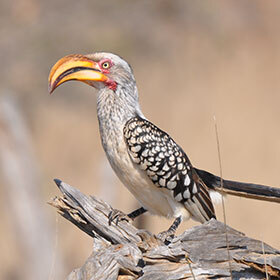 The hornbill encloses its family in a tree trunk to protect it.