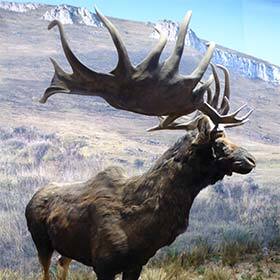 The Irish elk also lived in Asia.