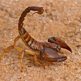 Among the 2,000 species of scorpions, around 350 have venom strong enough to kill a human.