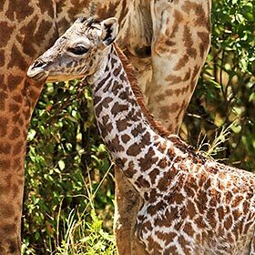Le bébé girafe commence sa vie en tombant de haut.
