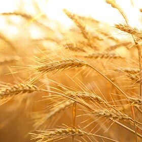 L’agriculture a rapproché les chats des humains.