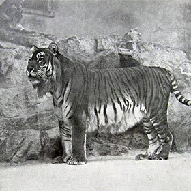 Le tigre de la Caspienne fait partie des trois sous-espèces de tigres disparues au cours du 20e siècle.