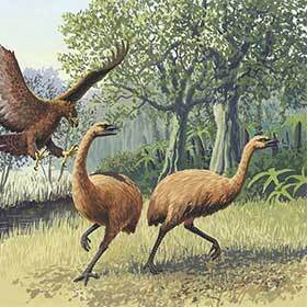 Moas are the only known birds to have been totally devoid of wings.