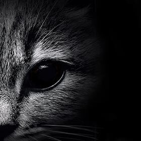 Les chats voient le soir, mais pas la nuit.