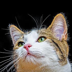 Cats have 32 muscles in each ear. Humans only have 6.