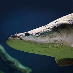 The arapaima fish is an air-breather.