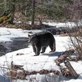 The black bear loses 10% of its weight during the winter.
