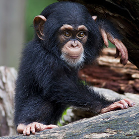 Chez les chimpanzés, les dents de lait tombent vers l’âge de 6 ans.