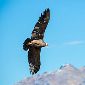We make a condor if we get a hole in one stroke on a par 3.