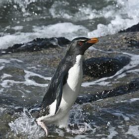 The Antarctic penguin's black-and-white plumage serves as camouflage.