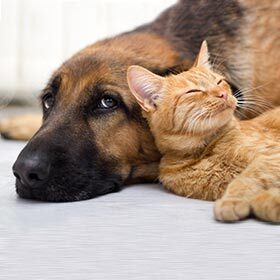 Il y a plus de chiens domestiques que de chats domestiques dans le monde.