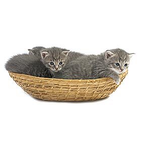 The bigger the litter of kittens, the longer the gestation period.