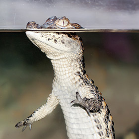 Young crocodiles primarily eat insects.
