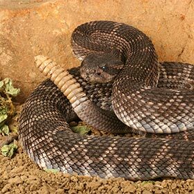 Rattlesnakes can recognize each other by their distinctive sounds.