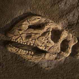 Environ 10 % des espèces animales ont disparu en même temps que les dinosaures.