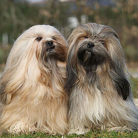 Lhasa Apsos were used by monks for protection.
