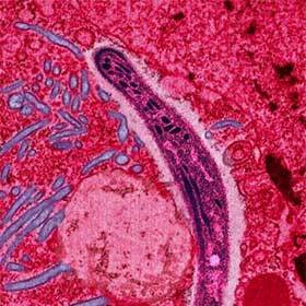 Malaria, which kills between 1 and 2 million people each year, is transmitted by insect bites.