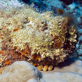 The stonefish is extremely venomous.