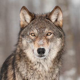 A wolf can detect the scent of prey at a distance of 885 ft. (270 m).