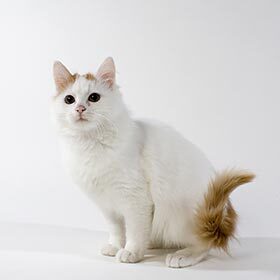 Turkish Van cats like water.