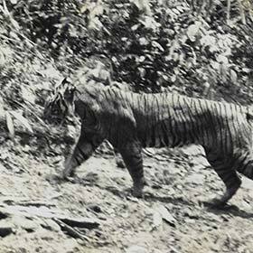 The Javan tiger was declared extinct in 1994.