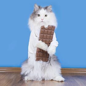 Like dogs, cats can become ill or even die because of eating chocolate.