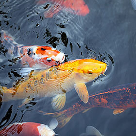 The life expectancy of the koi carp is three years.